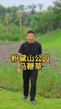 快来粉黛山公园拍马鞭草#重庆dou知道 #每个人都有自己的阿勒泰 #紫色花海 