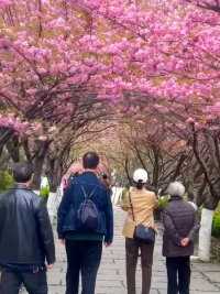 青木川古镇樱花都开啦，春暖花开踏青的游客也多了，你还不行动，樱花又要谢了哦， 