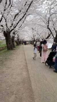 桜🌸のトンネル！樱花隧道！