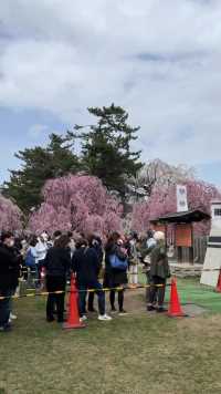 弘前城の桜が満開です。