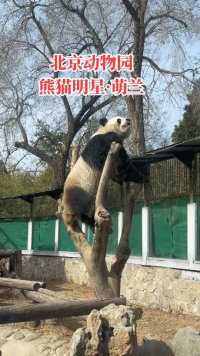熊猫丫丫即将回国，落户北京动物园，和萌兰做邻居。你要来看看他们吗？#大熊猫萌兰 #北京动物园 #国宝不愧是国宝 #蓝保罗