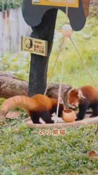 一对小熊猫，在吊盘上玩耍互动，一个愿打一个愿挨。#可爱呆萌动物#小熊猫