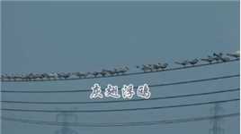 灰翅浮鸥，站位顶端一群鸟，排列有序美如画。#爱鸟护鸟#观鸟#灰翅浮鸥