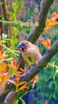 一群欢欣白腰文鸟，紫薇园玩耍食草穗。#广州流花湖公园#观鸟#白腰文鸟