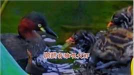䴙䴘育雏，鸟妈喂宝宝食大虾。#广州荔湾湖公园#观鸟#䴙䴘#育雏#乖乖听话