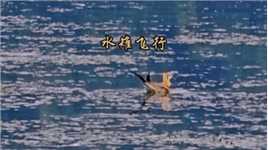 水雉，又名菱角鸟，也被称为“凌波仙子”和“水中凤凰”，雨中观鸟，别有一番趣味。#广州流花湖公园#风雨亭#观鸟#水雉#飞