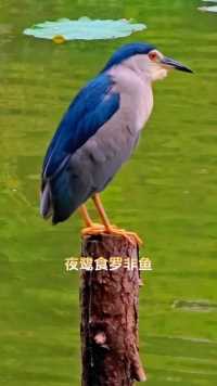 夜鹭，生活越来越美好，叼住条大罗非鱼，睇住佢慢慢吞落去。#广州流花湖公园#观鸟#夜鹭#食鱼#吞落去