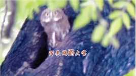斑头鸺鹠大宝，傍晚洞口转身，萌萌哒可爱，盼亲鸟到来。#广州流花湖公园#观鸟#斑头鸺鹠