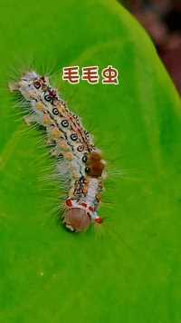 可爱毛毛虫，色彩美丽，爬行在绿叶上。#广州流花湖公园#鳞翅目#昆虫#幼虫#毛毛虫