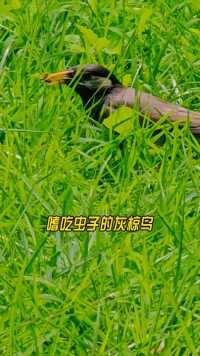 灰椋鸟，嗜吃昆虫，吃饱还要打包，叼着虫子飞走。#广州流花湖公园#观鸟#灰椋鸟