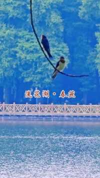 春燕，美好谁不爱，年年扎堆来。#广州流花湖公园#观鸟#春燕#小燕子