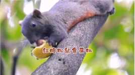红腹松鼠食蒲桃，当令水果香甜爽口。#广州越秀公园#动物#红腹松鼠#食蒲桃