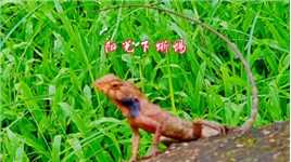 阳光下蜥蜴，越晒越出彩，寓意：今非昔比，象征生活充满希望。#广州流花湖公园#动物#蜥蜴