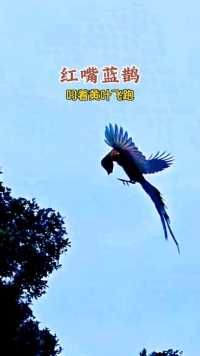 红嘴蓝鹊，叼着大片黄叶飞跑，里面竟裹着其他鸟类的巢。#广州流花湖公园#观鸟#红嘴蓝鹊