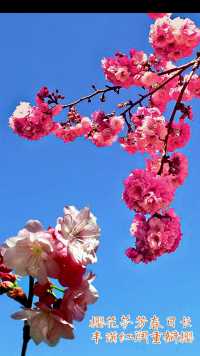 樱花芬芳春日长 丰满红红润重瓣樱
