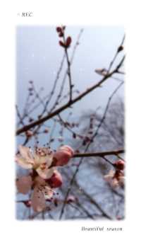 暖暖春风吹，桃花朵朵开～～2024北京的春天悄然绽放～～