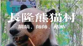 长隆熊猫村-熊猫三宝（萌萌、帅帅、酷酷）