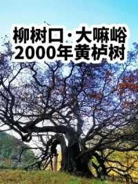 被中国林学会命名为“中国最美古树”。