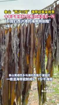 象山“西沪三宝”海带迎来采收季，今年产量很好，价格10元左右一斤，“我们西沪港的海带特别糯”