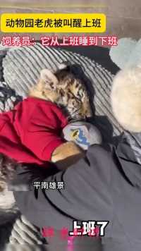 动物园老虎被叫醒上班饲养员它从上班睡到下班