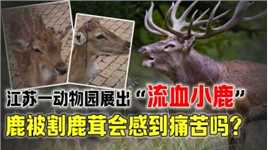 江苏一动物园展出“流血小鹿”，鹿茸被割掉，小鹿会感到痛苦吗？