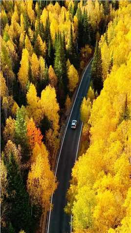  梦里的秋天应该就是这个样子的吧？ #喀纳斯禾木 #新疆