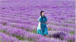 薰衣草的季节#新疆