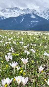 . 四月十一号的新疆草原雪山花海风景送给你们#新疆