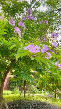 凤凰花园-美丽醉人的紫微花