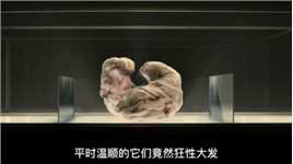 疯狂夫妻科学研究，突破底线基因重组，培育出混合体怪物