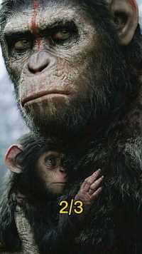 随着猩猩的崛起，人类生存空间的缩小，人猿大战已经开始