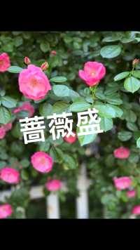 南京 我的（2024）蔷薇盛春将老