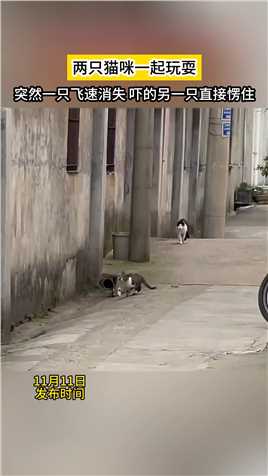 两只猫咪一起玩耍突然一只飞速消失 吓的另一只直接愣住