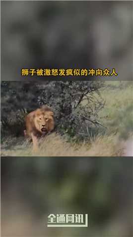 狮子被激怒发疯似的冲向众人