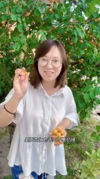 一杏双吃的树上干杏 也叫树上蜂蜜，甜到心坎里，有吃过的小伙伴没