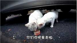 等车时遇到两只小白猫，喂了个罐头，他们很有礼貌的吃完啦