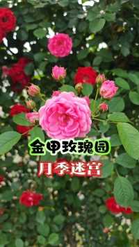 花团锦簇，姹紫嫣红！金甲玫瑰园月季迷宫里的蔷薇花，这也开得太灿烂了吧！#乐游衡阳 #蔷薇花 #好看的花一定要分享给你