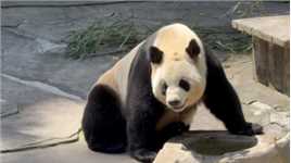 萌萌哒的国宝熊猫