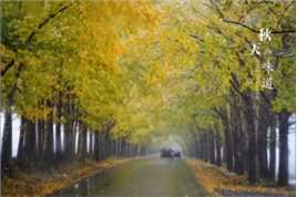 人间朝暮 叶落惊秋🍂
都是在车上随手抓拍图片，是你想要的深秋吗[调皮]#仙米国家森林公园