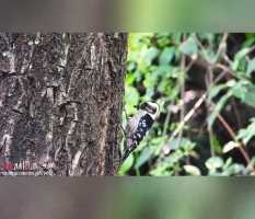 两种啄木鸟：星头啄木鸟和大斑啄木鸟