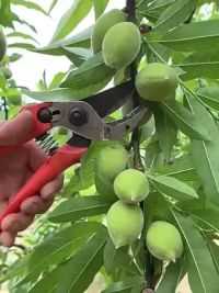 给桃子梳果套袋防虫。#优质农产品 #果园管理 #原生态水果 #带你看三农