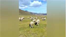 巴音布鲁克大草原的羊不好骗，小跑起来还是很带感的嘛#新疆 #自驾新疆