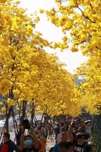 广州市洲头咀公园黄花风铃木