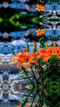 花儿傍水最鲜艳#一起享受大自然的美 #小溪边的花