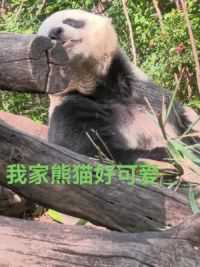 大熊猫 #可爱熊猫 #动物园熊猫