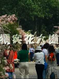 北京有个猬实花大道，正当时。#猬实花大道#五一假期#赏花#北京旅游#猬实花