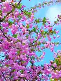“冬去，春来，花谢，花开，一切美好奔你而来。” #感受春的气息 #繁花似锦