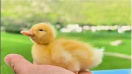 去年的大黄鸭大受欢迎，今年养了一群鸭子，一是可以为稻田除虫除草，二是可以带给小朋友大朋友们童真，快乐，​以及对美好生活的向往。这也是黄鸭鸭的使命！#田园生活 #稻田风光 #大黄鸭#