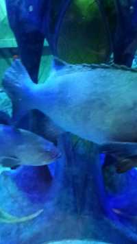 三亚亚特兰蒂斯海洋世界白化石斑鱼。