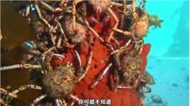 我们吃帝王蟹就是在拯救世界？ 